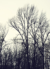 Naked branches of a tree against the background of the gray sky. Silhouettes of autumn naked trees