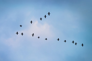 Cormorants flying in a V formation against the cloudy sky. 