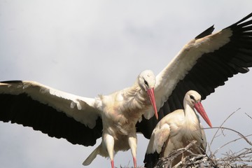 Storks