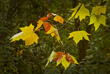 Obraz premium Primera plano de una rama de castaño con sus hojas coloreadas debido a la estación del otoño con el bosque al fondo. 