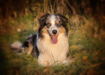 australian shepherd gog portrait