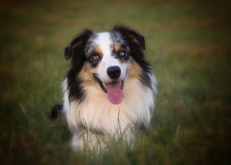 australian shepherd gog portrait