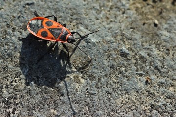 Gemeine Feuerwanze (Pyrrhocoris apterus) auf Stein mit Schatten 