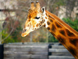Girafe