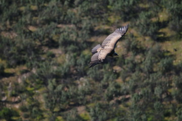Vulture