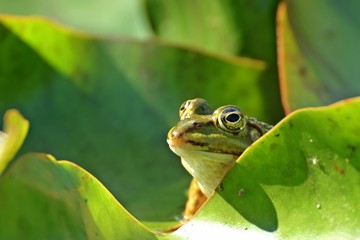 Teichfrosch zwischen Seerosenblättern 