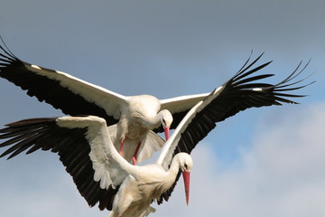 Storks