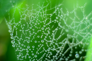 Water droplets on spider web