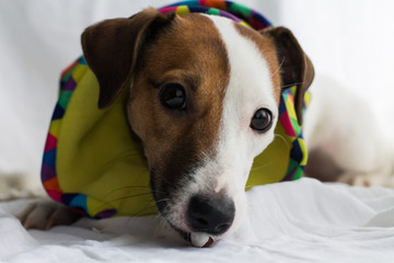 Jack Russell, dog, knitted hat, smile,beautiful scarf, rainbow,smart dog