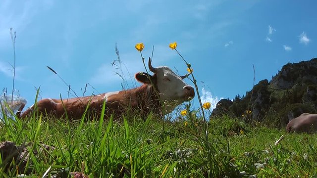 Cow on a mountain grassland