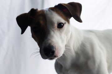 Jack Russell, dog