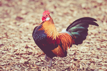 Rooster. Cock in Vintage  style