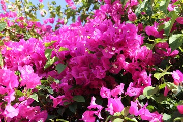 Bougainvilliers