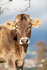 Portrait cow.  Cow Farm. Close Up Of Cows Head Grazing At Field