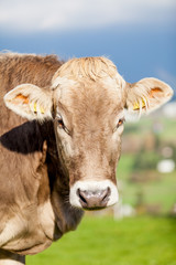 Portrait cow.  Cow Farm. Close Up Of Cows Head Grazing At Field