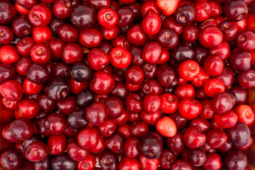 Sweet cherry background.  ripe cherries