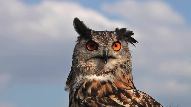 European Eagle Owl, asio otus, Portrait of Adult Looking around, Real Time