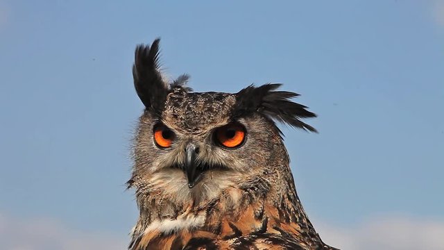 European Eagle Owl, asio otus, Portrait of Adult Looking around, Real Time