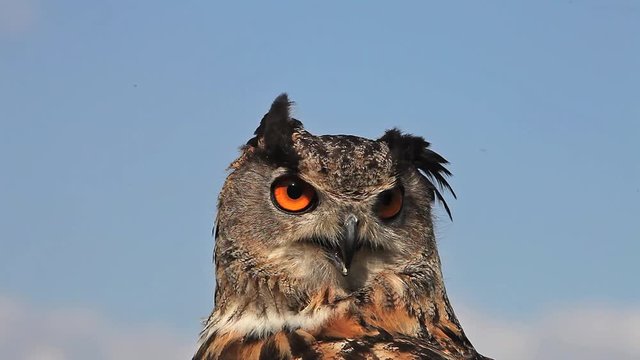 European Eagle Owl, asio otus, Portrait of Adult Looking around, Real Time