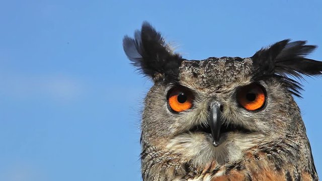 European Eagle Owl, asio otus, Portrait of Adult Looking around, Real Time