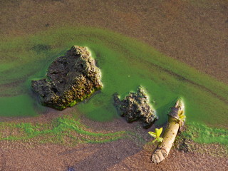 Wasserlinsen und Schwimmalgen an der Elbe