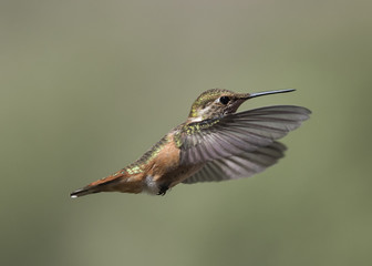 Rufous Hummingbird Female in Flight