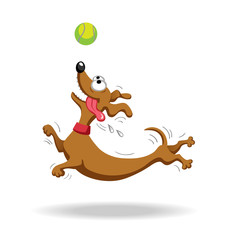 Dachshund dog playing with tennis ball. 