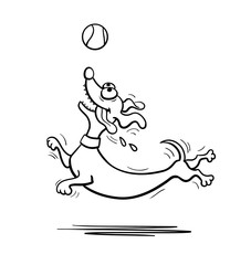 Dachshund dog playing with tennis ball. 