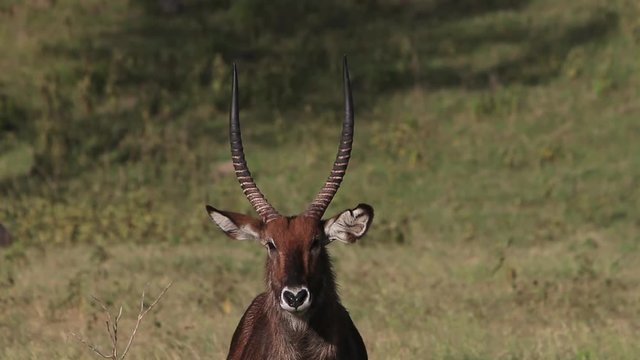 Defassa Waterbuck, kobus ellipsiprymnus defassa, Portrait of Male looking around, Nakuru Park in Kenya, Real Time