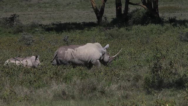 Black Rhinoceros, diceros bicornis, Female with Calf, Nakuru Park in Kenya, Real Time