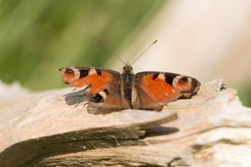 Peacock Butterfly