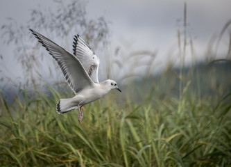 Obraz premium Bonaparte Gull, Admiralty Island, Alaska