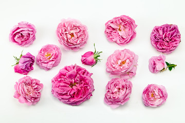 pink roses  on a white background