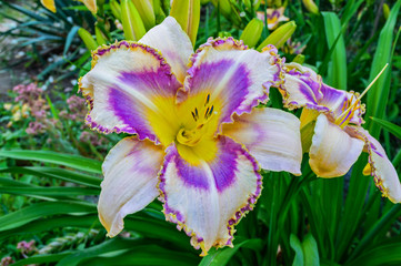 Multicolored daylilies in the garden