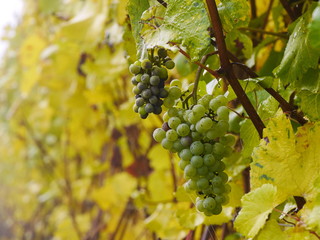 Trauben am Weinstock im Herbst