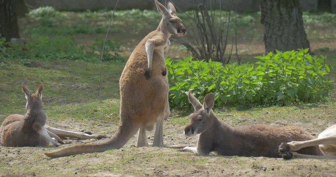 Kangaroo is Scratching Its Back Standing in Park Summer Sunny Day Other Animals Lie Green Grass and Trees Biology Zoology Environmental Protection