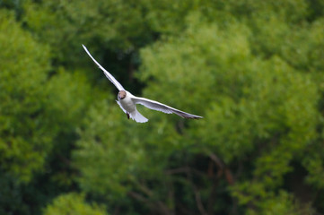 The Seagull in flight.