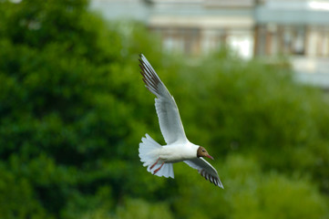 The Seagull in flight.