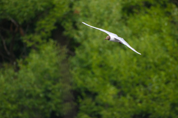 The Seagull in flight.