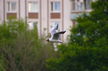 The Seagull in flight.