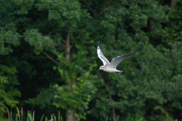 The Seagull in flight.