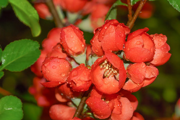 The Japan quince (japonica). Flowering