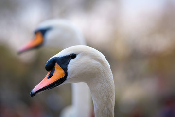 Portrait of a swan close up