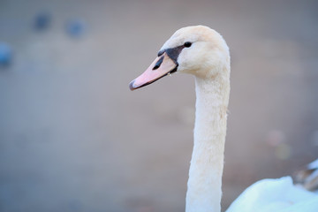 Portrait of a swan close up