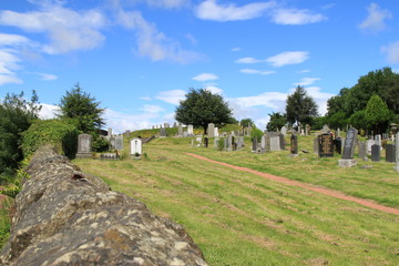 yellow flowers  in scotland stirling castle