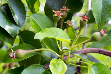 Fototapeta premium pear fruits on the branch