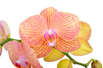 Pink orchid flower