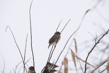 Sparrow on branches of bushes. Winter weekdays for sparrows. Common sparrow on the branches of...
