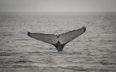 White Whale Fluke, Frederick Sound