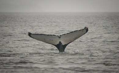 Fototapeta premium White Whale Fluke, Frederick Sound